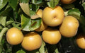 Hosui Pear Seeds - 25+ Count for Garden Planting - Pyrus pyrifolia - USA