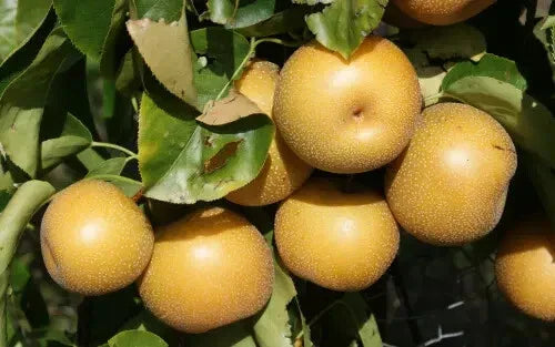 Hosui Pear Seeds - 25+ Count for Garden Planting - Pyrus pyrifolia - USA