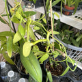Vanilla Bean Orchid Cutting - 10” Fresh Cutting - Vanilla Planifolia