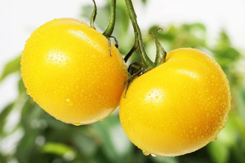 Yellow Tomato Seeds - 50+ Seeds, Sunny Boy Variety, Heirloom, Made in USA - Ideal for Home Gardening, Solanum lycopersicum