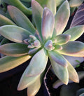Pachyveria 'Blue Pearl' Unrooted Cuttings - 10 x 3" XL Succulent Plants for Party Decor and Floral Arrangements