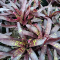 Bromeliad Plant - Neoregelia Gympie Parade - Colorful Offset - Tropical Indoor Houseplant