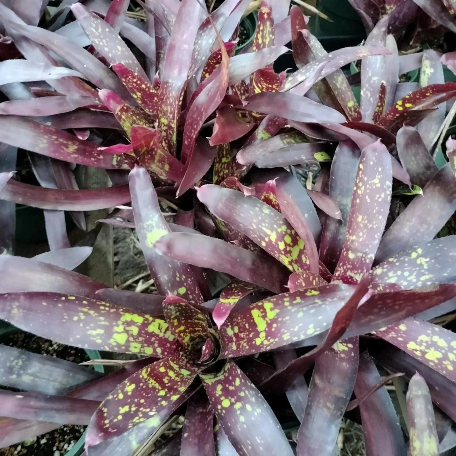 Bromeliad Plant - Neoregelia Gympie Parade - Colorful Offset - Tropical Indoor Houseplant