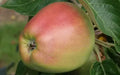 Arthur Turner Apple Seeds - 25+ Pack for Garden Planting - Malus domestica - USA Grown, Non-GMO, Heirloom Variety