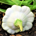 Early White Patty Pan Seeds - Heirloom Bush Scallop Squash for 2025 Planting - Cucurbita pepo