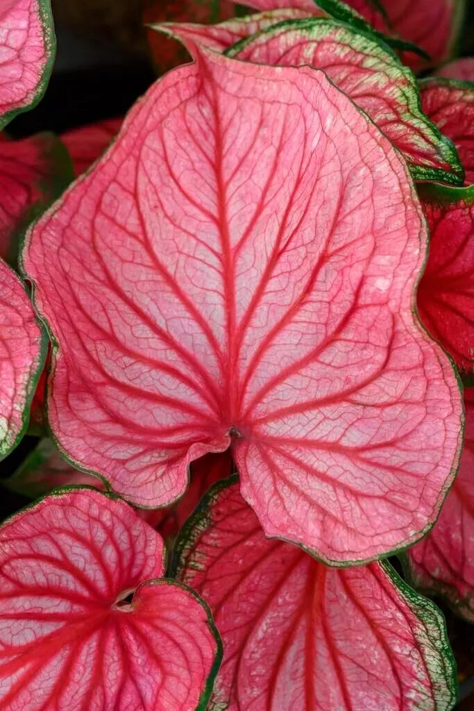 Caladium Bulbs - 10 Count - Pink Symphony - Perennial Elephant Ears (Caladium bicolor)