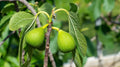 Excel Fig Seeds - 100+ Pack for Garden Planting - Ficus carica - USA Grown - Fresh, High Germination Rate
