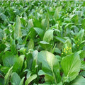 Yu Choy Sum Seeds, Heirloom Early Flowering Brassica Greens, Non-GMO, Organic, Brassica rapa subsp. chinensis