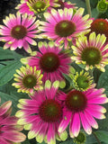 Sweet Sandia Coneflower Daisy 200 Seeds - Echinacea purpurea - Garden Seeds - USA Grown - Free Shipping