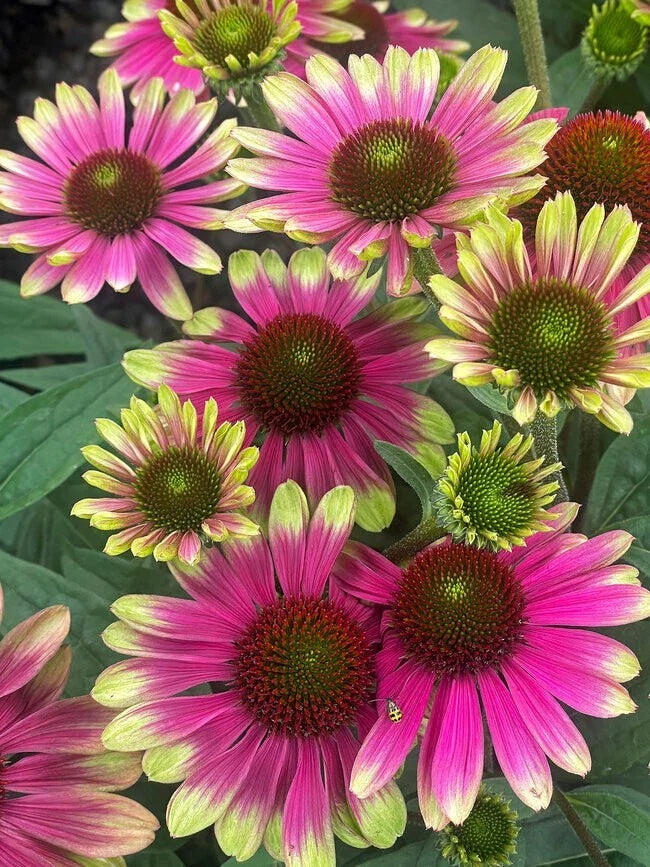 Sweet Sandia Coneflower Daisy 200 Seeds - Echinacea purpurea - Garden Seeds - USA Grown - Free Shipping