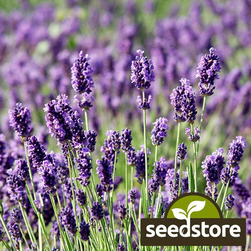 Munstead Lavender Seeds | Heirloom Non-GMO | Aromatic Herb Seeds | Lavandula angustifolia