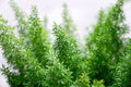 Emerald Fern Seeds for Planting - 6 Seeds, Foxtail Fern, Asparagus sprengeri, Tropical Indoor Plant