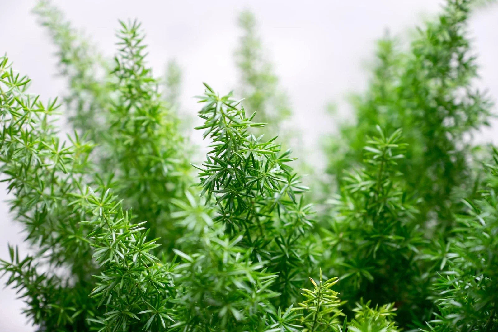 Emerald Fern Seeds for Planting - 6 Seeds, Foxtail Fern, Asparagus sprengeri, Tropical Indoor Plant