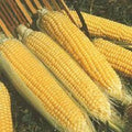 Premium Kandy Korn SE Sweet Corn Seeds - Zea mays, Non-GMO, Fresh, High-Yield, Sweetest Variety for Home Gardening