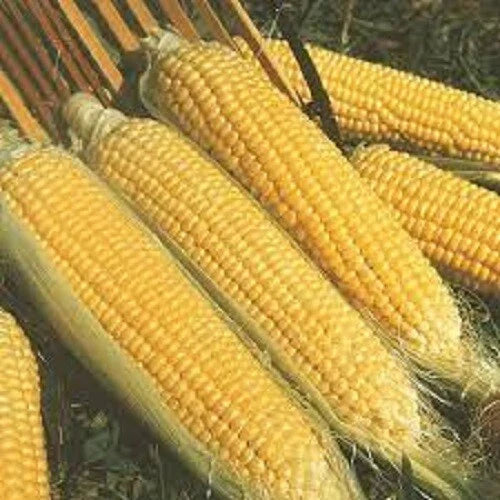 Premium Kandy Korn SE Sweet Corn Seeds - Zea mays, Non-GMO, Fresh, High-Yield, Sweetest Variety for Home Gardening