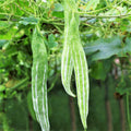 Snake Gourd Plant | White Striped Green Serpent Luffa Squash | Momordica charantia 2025