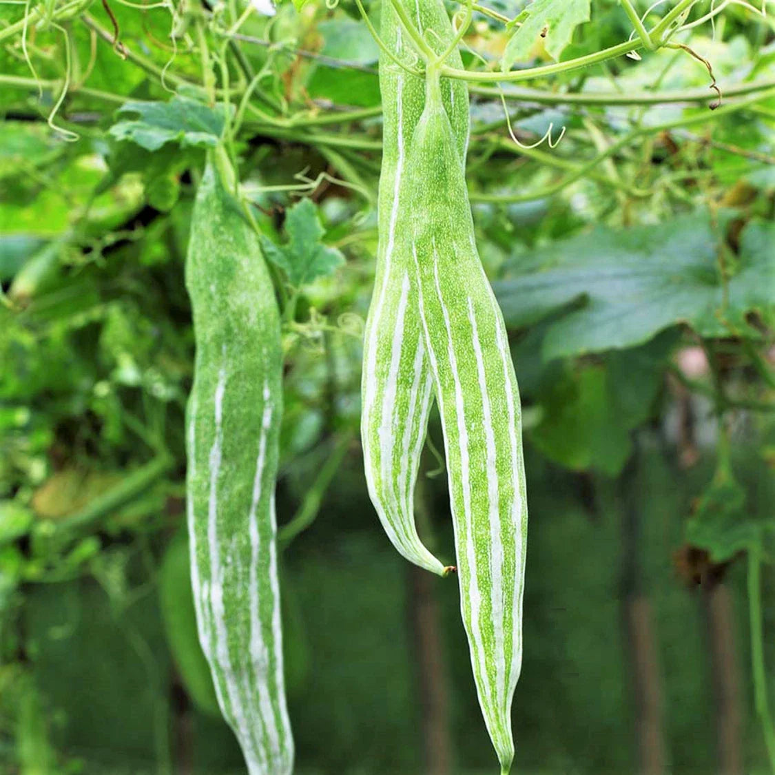 Snake Gourd Plant | White Striped Green Serpent Luffa Squash | Momordica charantia 2025