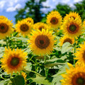 Mammoth Grey Sunflower Seeds - Edible Heirloom, Non-GMO, 50 Seeds - Helianthus annuus