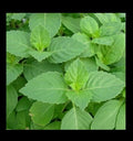 Tulsi Holy Basil Seeds - 1,600 Heirloom Culinary Seeds, Fresh Sacred Herb for Gardening, Ocimum sanctum