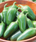 Bulk Jalapeno Pepper Seeds - 500 Count - Versatile Spicy Pepper for Planting (Capsicum annuum)