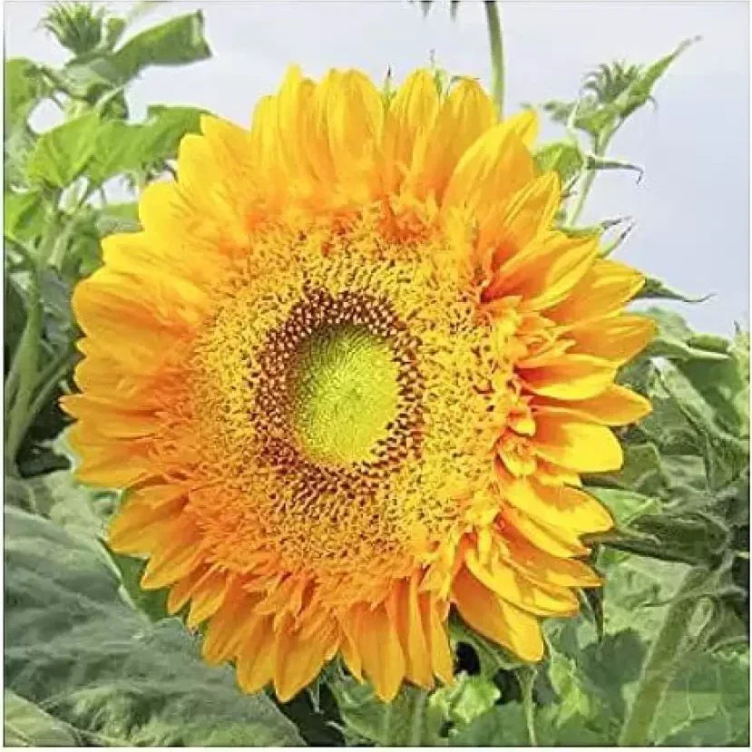Double Sun Sunflower Seeds - Large Bold Color - 30+ Unusual Rare Seeds - Helianthus annuus