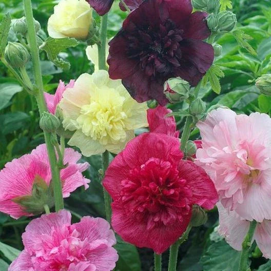 Hollyhock Seeds MAJORETTE DOUBLE MIX Dwarf Biennial Non-GMO Pollinator-Friendly 50 Seeds