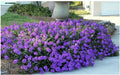 Purple Moss Verbena Seeds | 100 Seeds | Groundcover with Purple Blooms | Verbena bonariensis