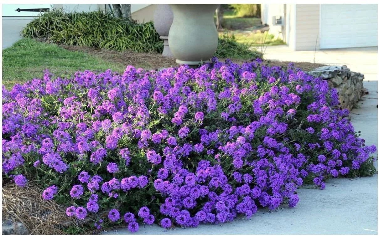 Purple Moss Verbena Seeds | 100 Seeds | Groundcover with Purple Blooms | Verbena bonariensis