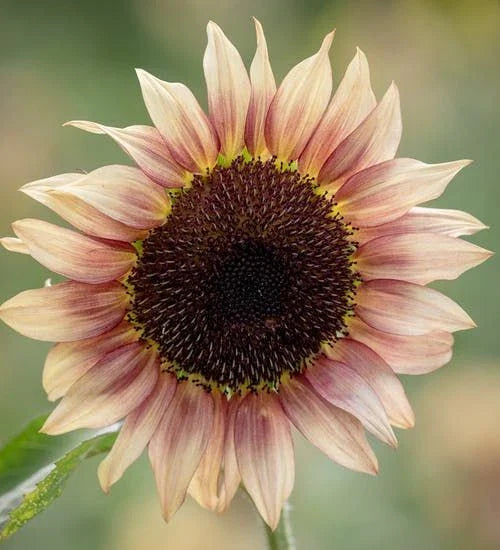 Sunflower Seeds - Pro Cut Plum Variety - Fresh Seeds - Helianthus annuus