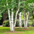 Paper Birch 100 Seeds | Betula papyrifera | Organic Tree Seeds for Planting | Native North American Variety