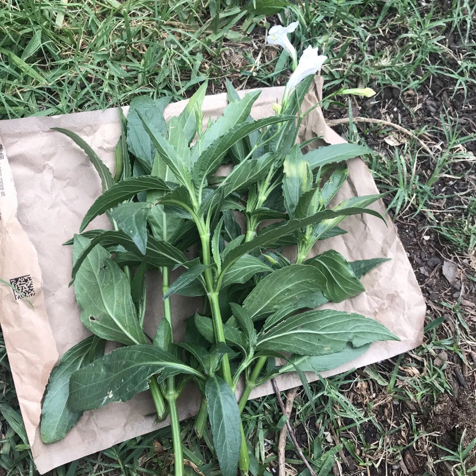 Mexican Petunia Cuttings 6-8" White Ruellia Tuberosa Live RARE Unrooted
