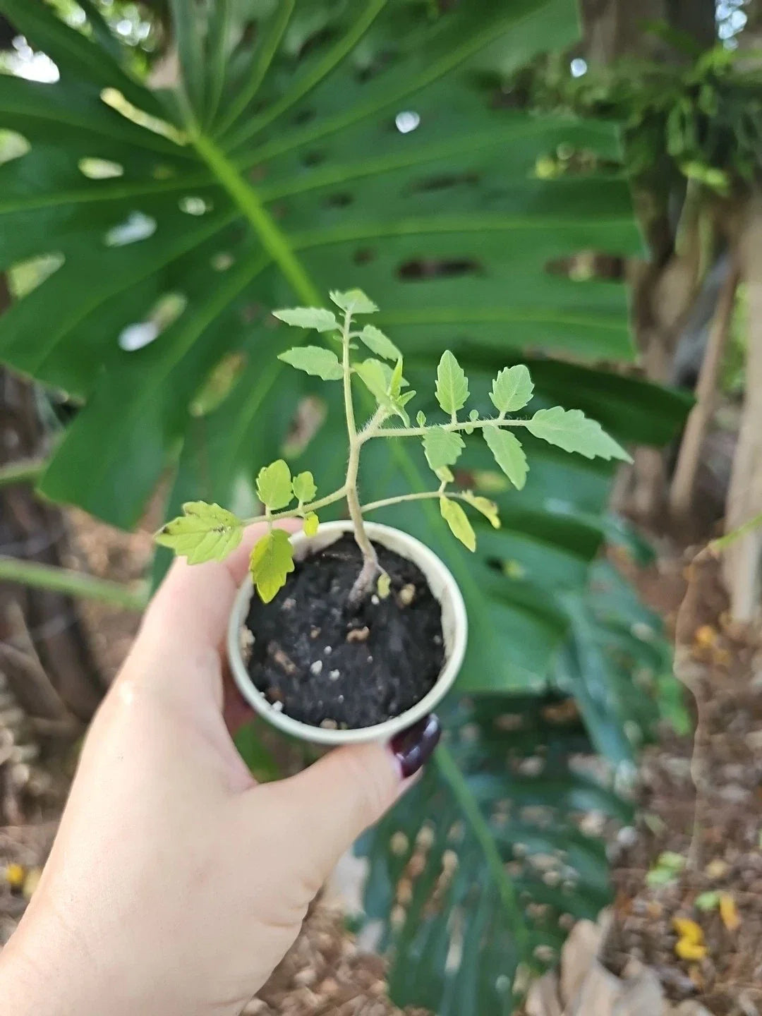 Florida Everglades Cherry Tomato Live Plant, Organic, 3" Pot, Solanum lycopersicum