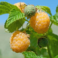 Fall Gold Raspberry Plant - Rooted - Gold Colored Variety - Rubus idaeus 'Fall Gold' - Zones 3-8