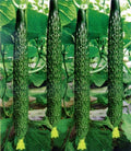 Live Chinese Cucumber Plant - 8" Fruit - Crisp & Sweet - 4" Pot - Cucumis sativus Seedling