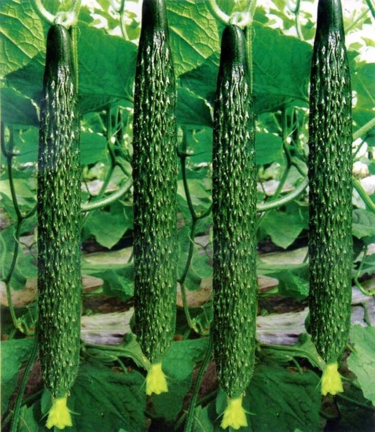 Live Chinese Cucumber Plant - 8" Fruit - Crisp & Sweet - 4" Pot - Cucumis sativus Seedling