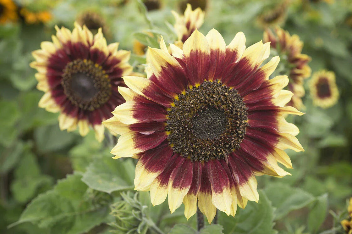 Sunflower Seeds - Florenza Variety - Fresh Seed - Helianthus annuus