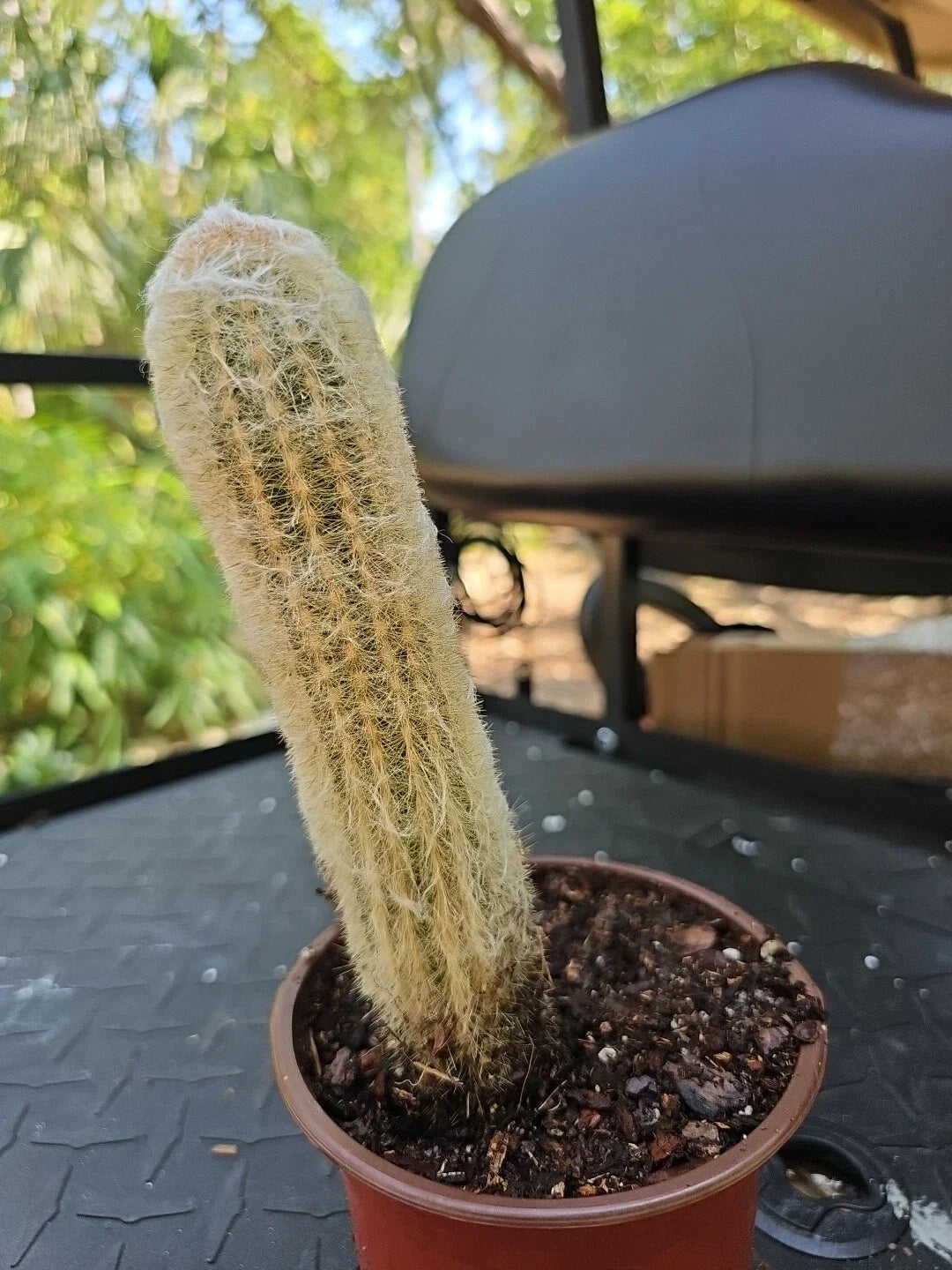 Large Columnar Cactus 7" Espostoa Melanostele Peruvian Old Man Cotton Cactus