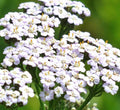 White Yarrow Seeds 2000+ Perennial Herb Flower Achillea millefolium for Garden Pollinators Bees