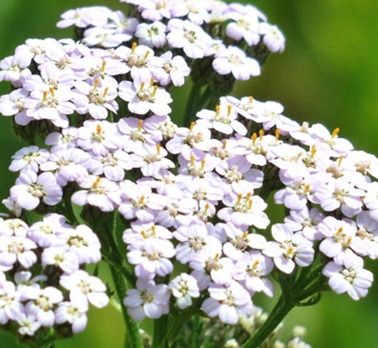 White Yarrow Seeds 2000+ Perennial Herb Flower Achillea millefolium for Garden Pollinators Bees