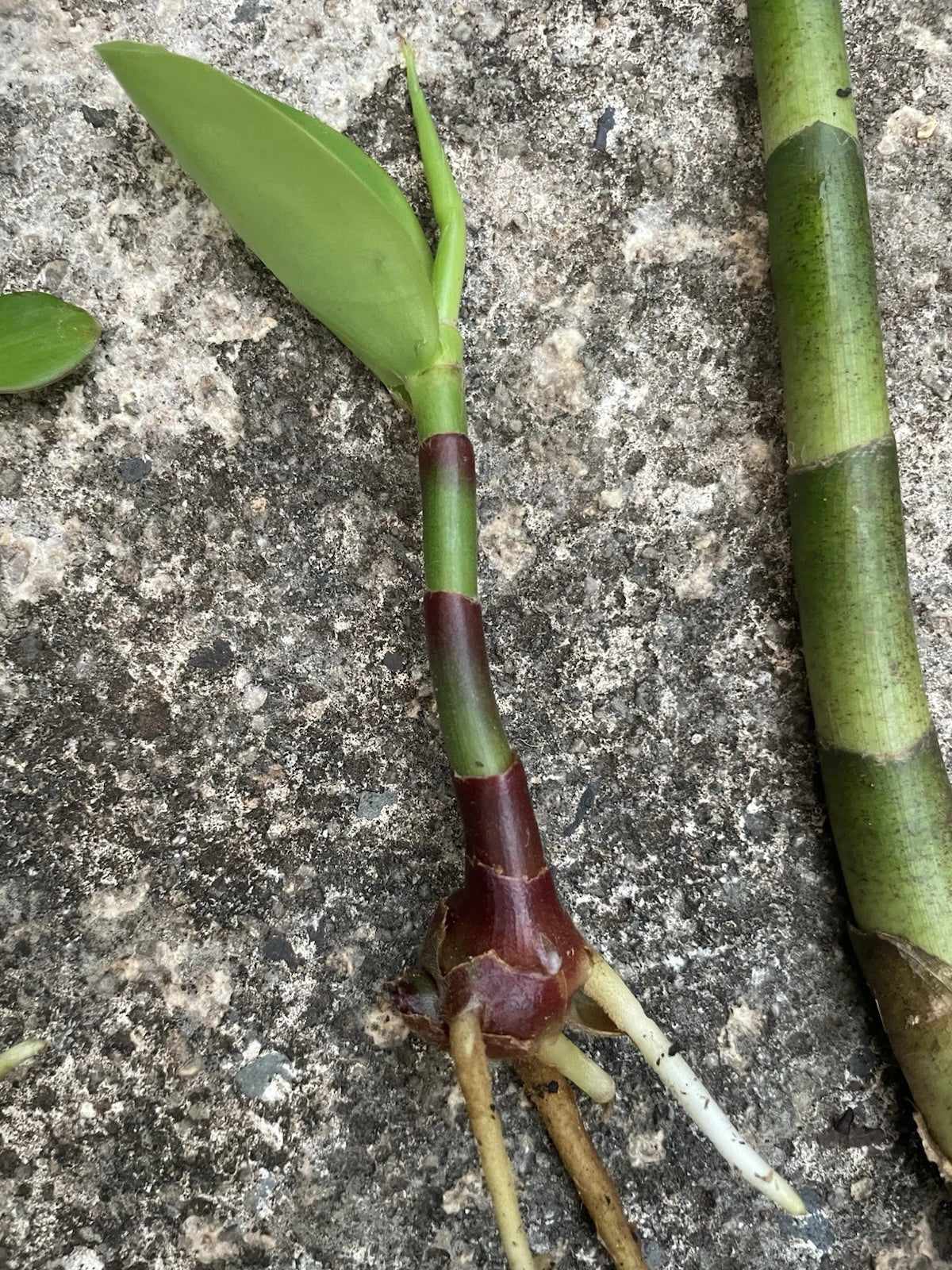Yellow Spiral Ginger Rooted Cutting - Dimerocostus strobilaceous - Hawaii Grown Tropical Plant