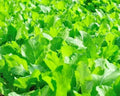 Florida Broadleaf Mustard Seeds 500+ Heirloom Non-GMO, Free Shipping - Brassica Juncea