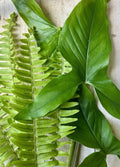 Rooted Plant Cuttings - 20 Pack - Arrowhead Vine & Ferns - Syngonium Podophyllum & Nephrolepis exaltata