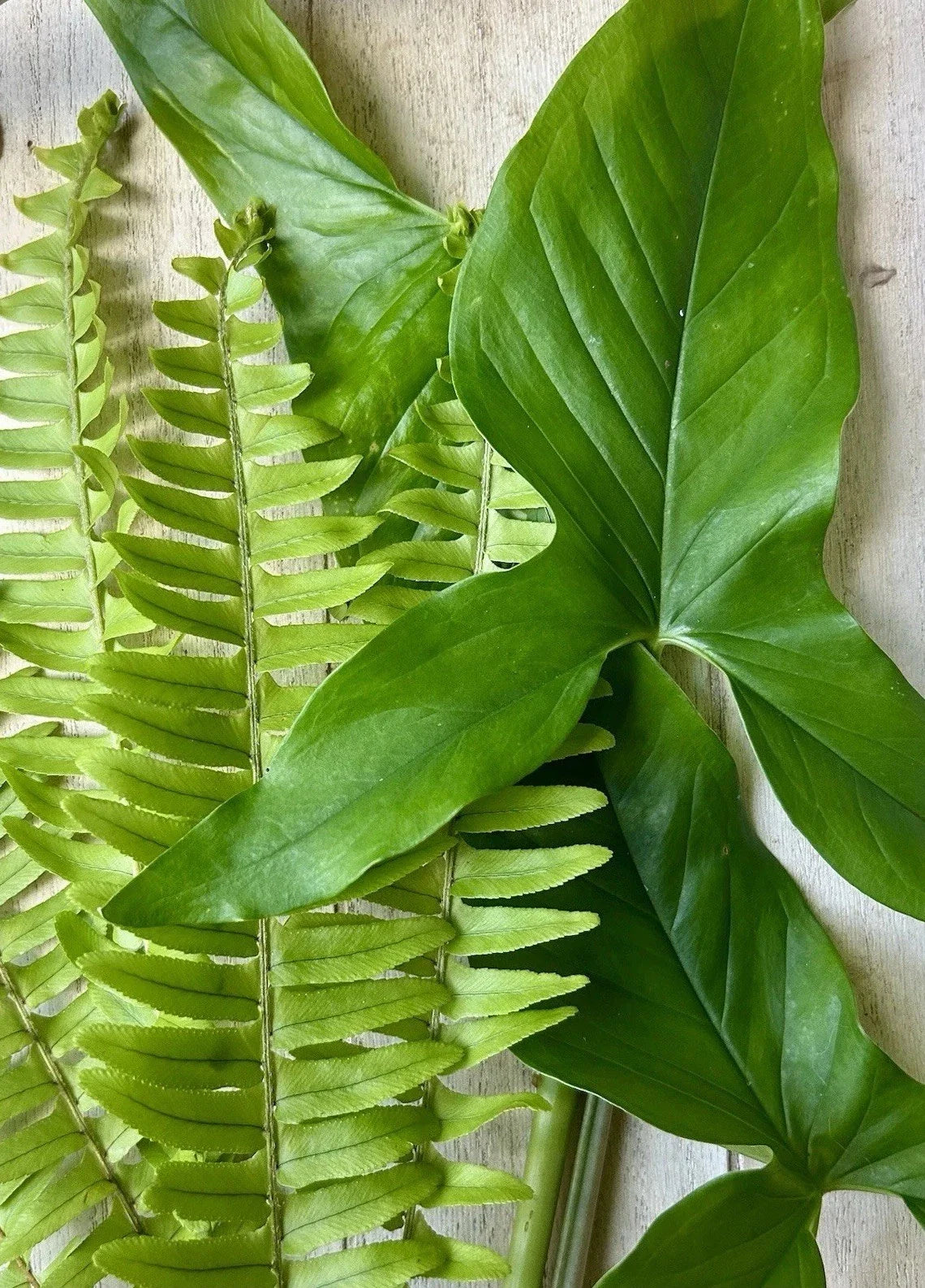 Rooted Plant Cuttings - 20 Pack - Arrowhead Vine & Ferns - Syngonium Podophyllum & Nephrolepis exaltata