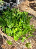 Philodendron 'Burle Marx' Live Plant Cutting 5-7" | Tropical Indoor Houseplant | Rare Variety