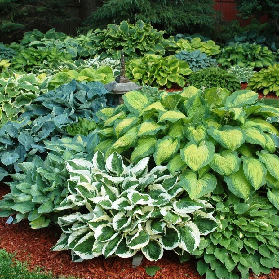 Hosta Plants Bumper Crop Mix - 10 Bare Root Varieties, Colorful Foliage for Shade, Hosta spp.