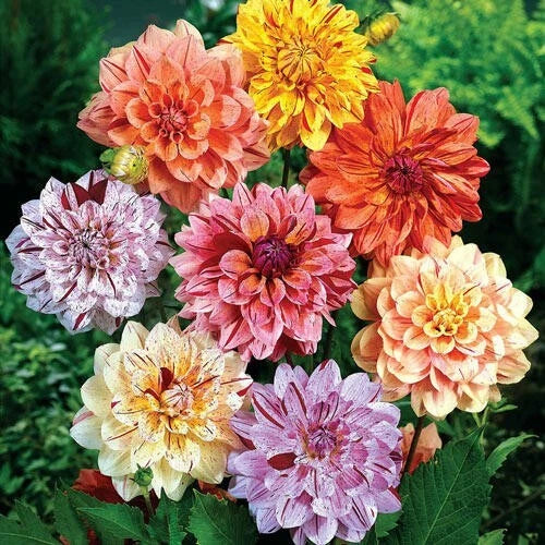 Rembrandt Dahlia Flower Seeds - 25 Perennial Seeds for Vibrant Blooms - Dahlia Variabilis