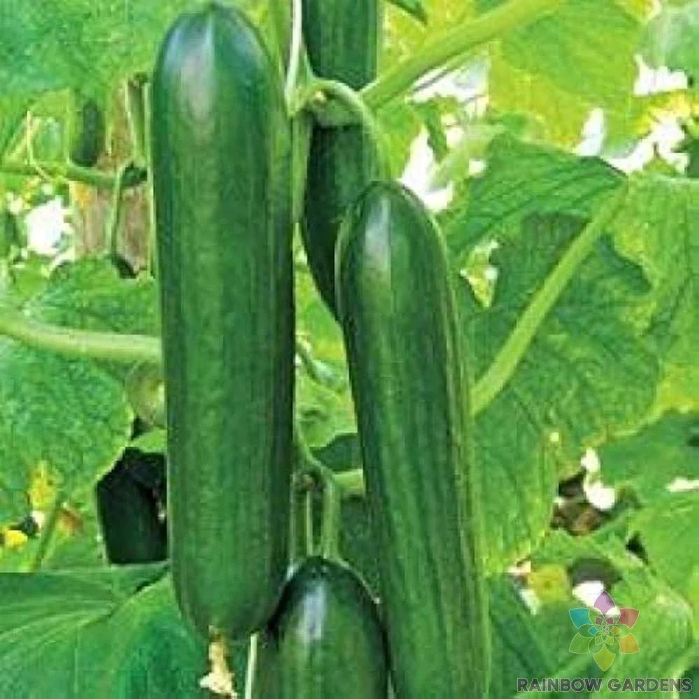 Sultan Cucumber 25 Seeds - Heirloom Variety - Cucumis sativus - Ideal for Garden Planting, USA