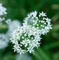 Garlic Chives Seeds - 200 Non-GMO Seeds for Culinary Herb Garden - Perennial Flavor for Sauces & Dips (Allium tuberosum)