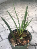 Sansevieria Cylindrica ‘Boncel’ Starfish Snake Plant 5" Wide 6" Tall Green Indoor/Outdoor Air-Purifying Drought-Resistant