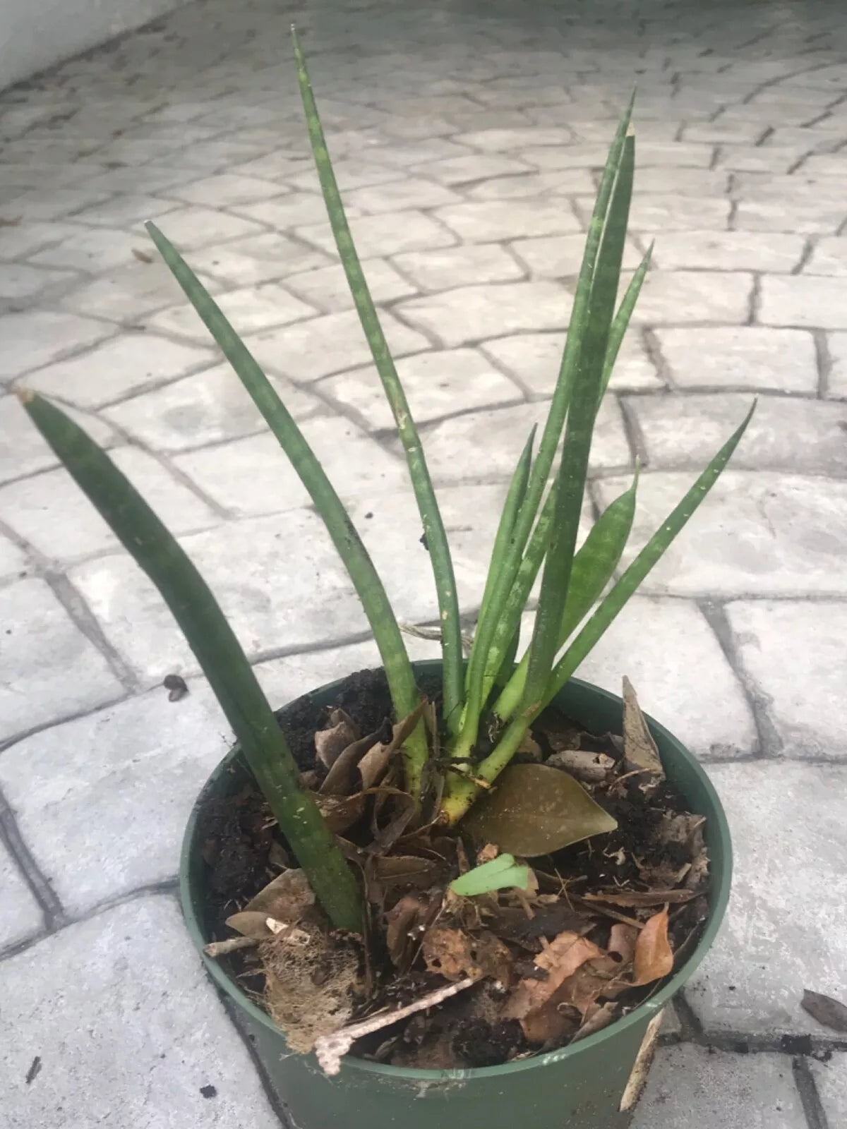 Sansevieria Cylindrica ‘Boncel’ Starfish Snake Plant 5" Wide 6" Tall Green Indoor/Outdoor Air-Purifying Drought-Resistant